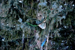 Mardi Gras paraphernalia seen from West End Chair