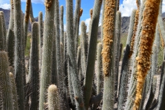 Cactus-along-The-Rio-Marañón