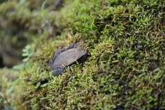 Fauna-along-the-Rio-Marañón