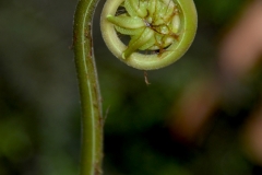 Flora-along-the-Rio-Marañón-4