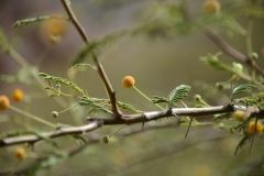 Flora-along-The-Rio-Marañón-2-